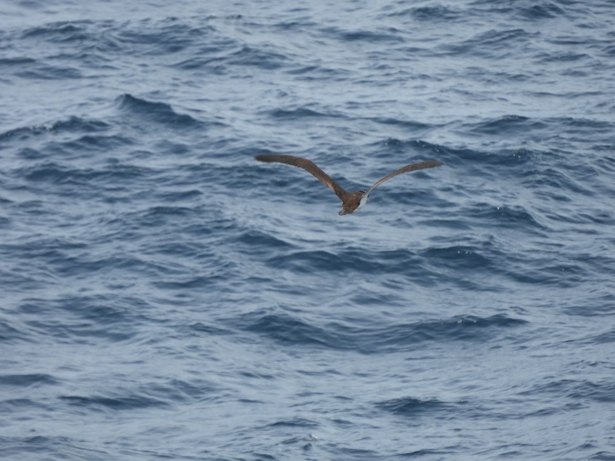 Brown Booby - ML620765842