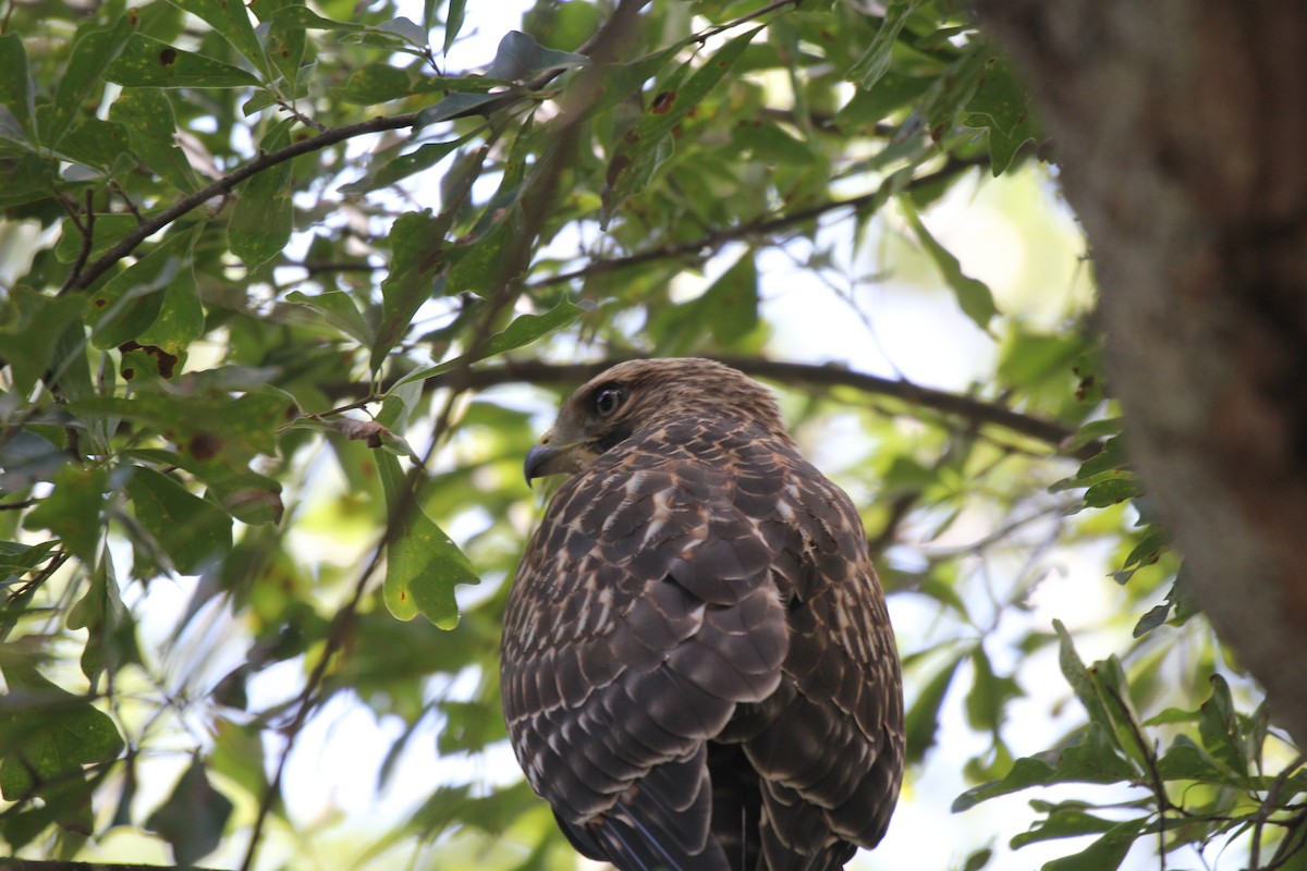 Red-shouldered Hawk - Cynthia Beers