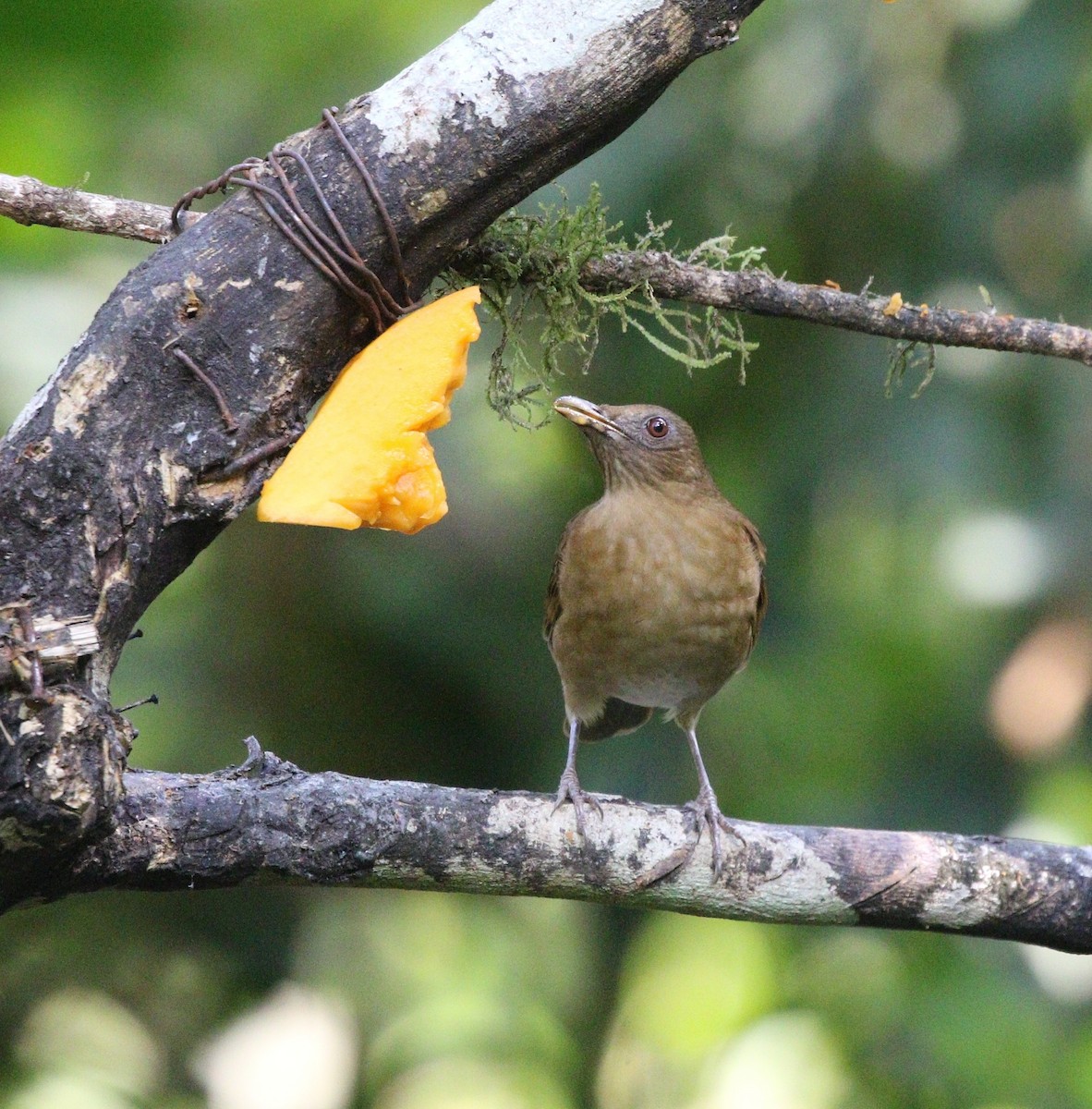 Hauxwell's Thrush - ML620765845