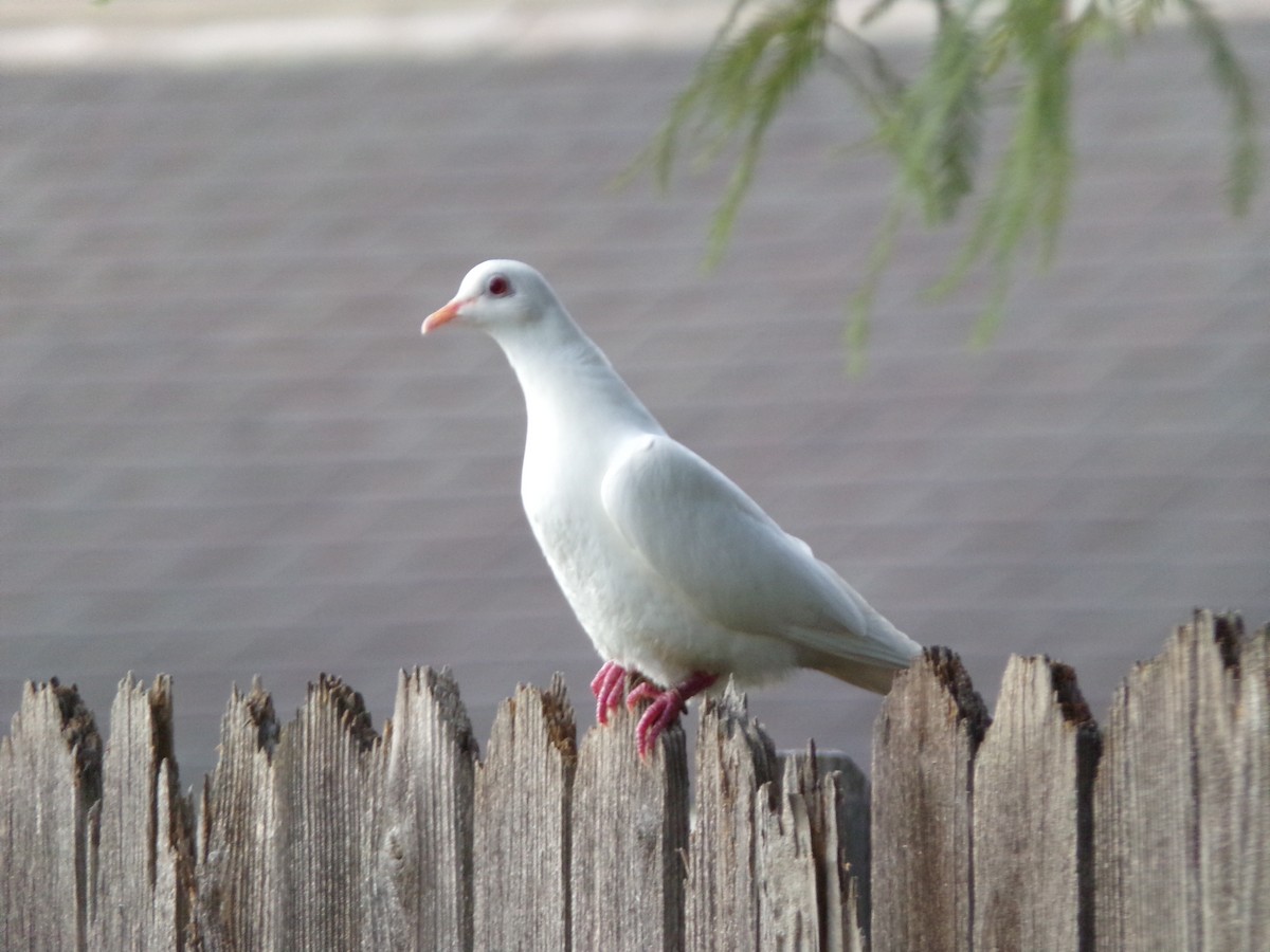 Rock Pigeon (Feral Pigeon) - ML620765859