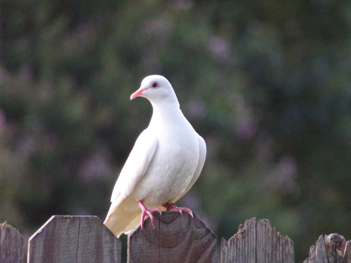 Rock Pigeon (Feral Pigeon) - ML620765860