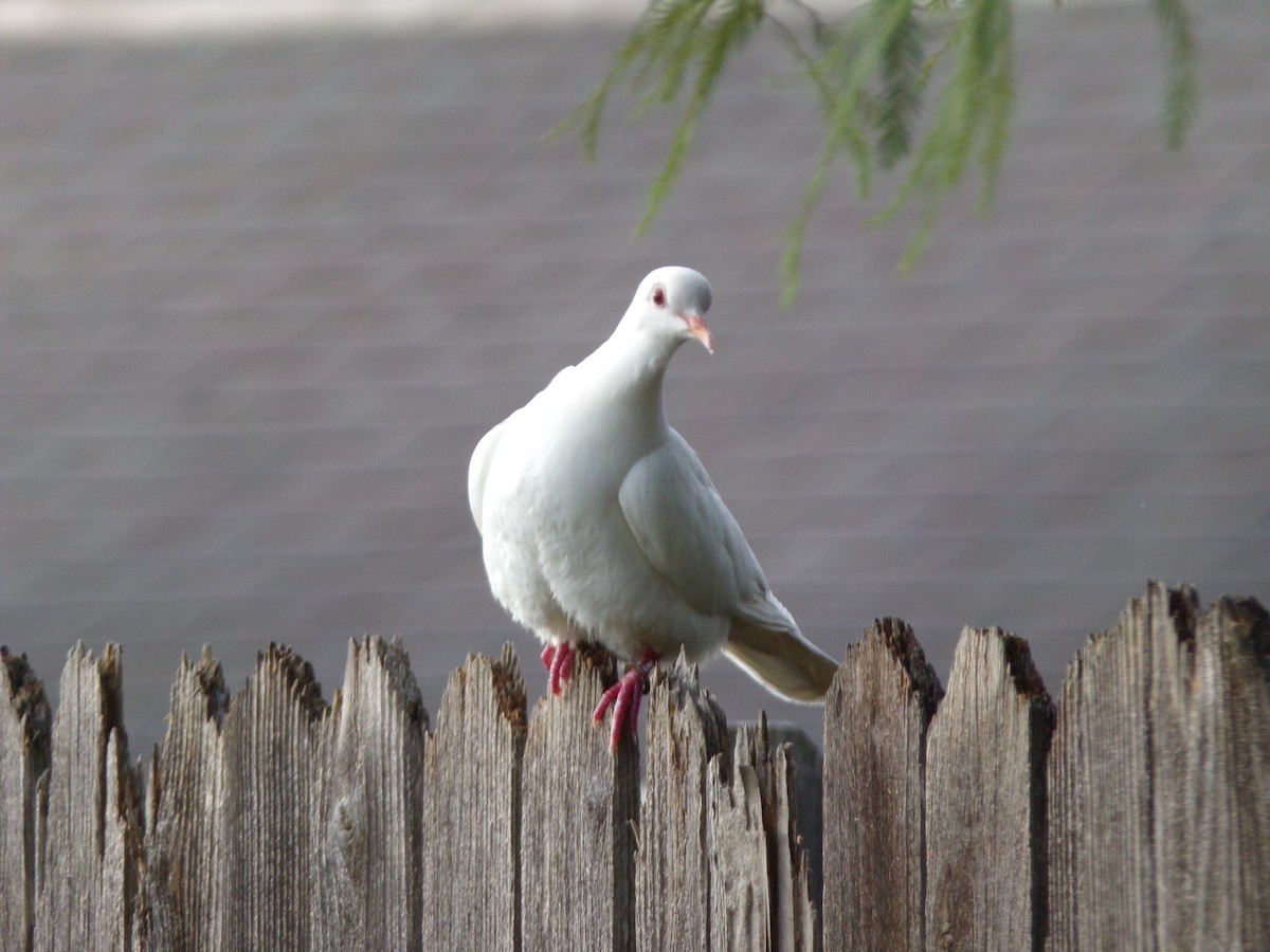 Rock Pigeon (Feral Pigeon) - ML620765861