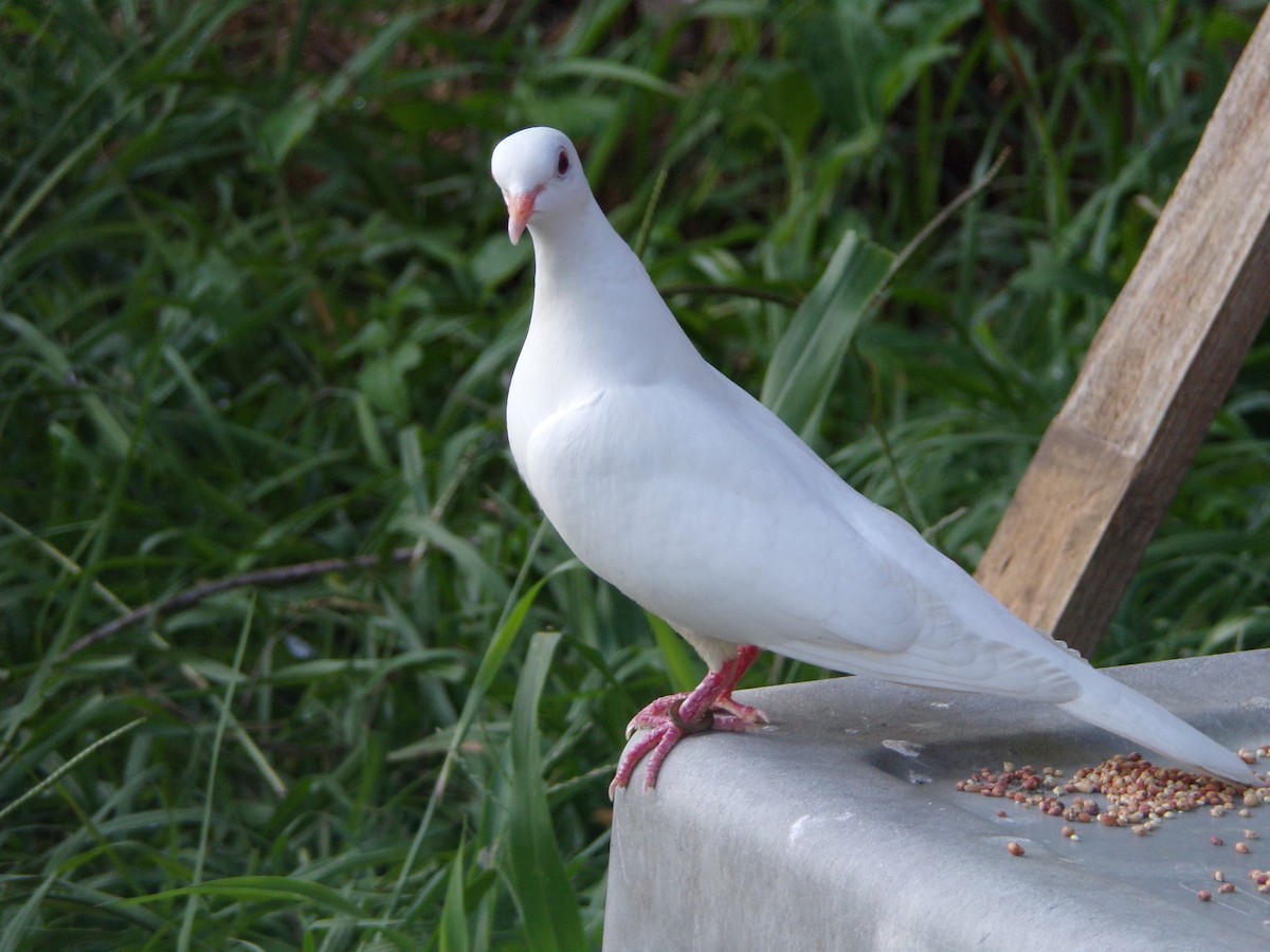 Rock Pigeon (Feral Pigeon) - ML620765862