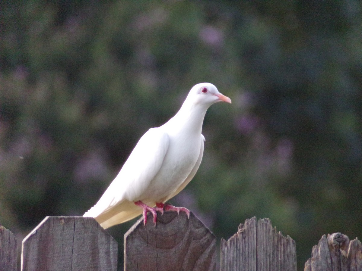 Rock Pigeon (Feral Pigeon) - ML620765863