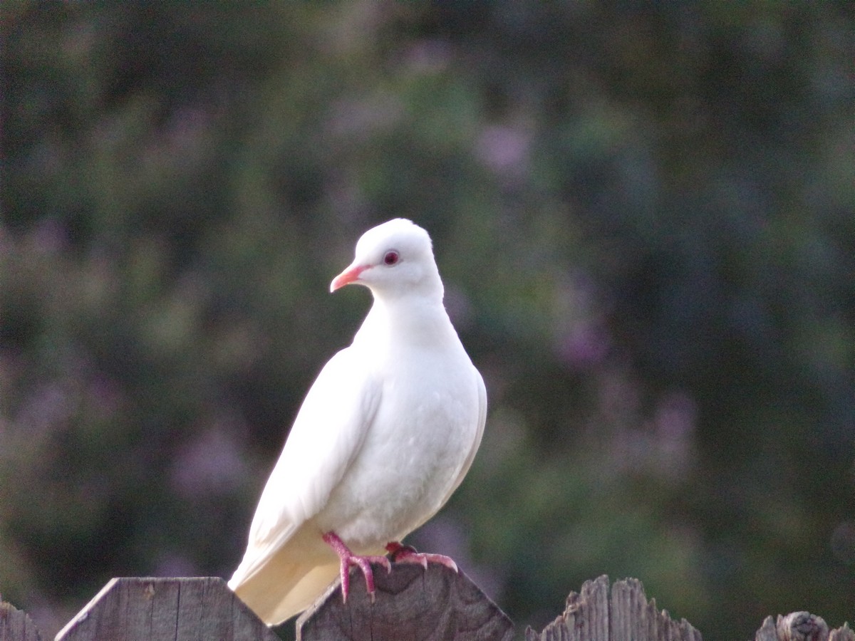 Rock Pigeon (Feral Pigeon) - ML620765864