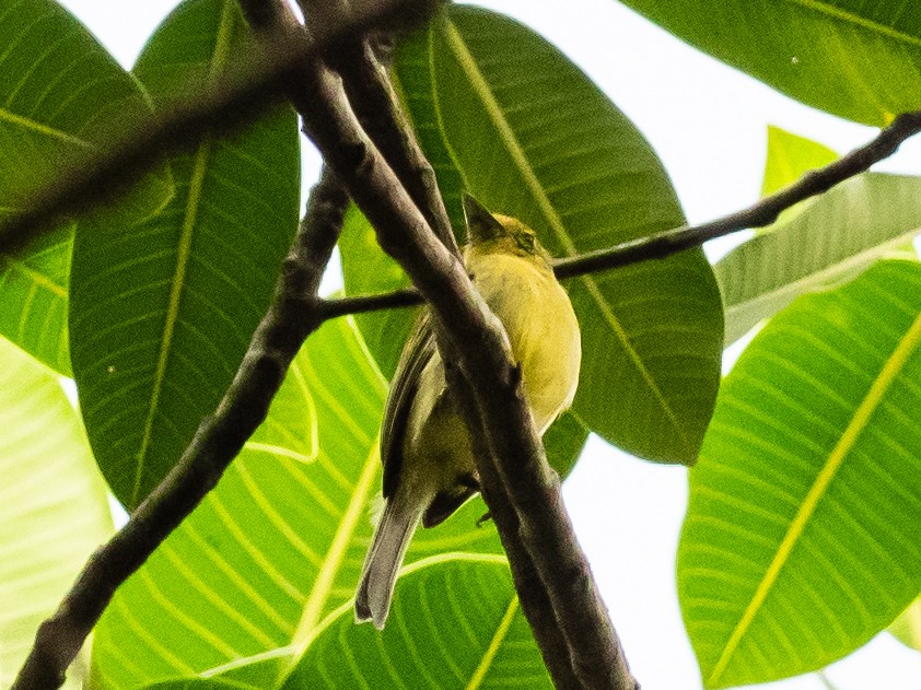 Picoplano Pechiamarillo (grupo flaviventris) - ML620765872