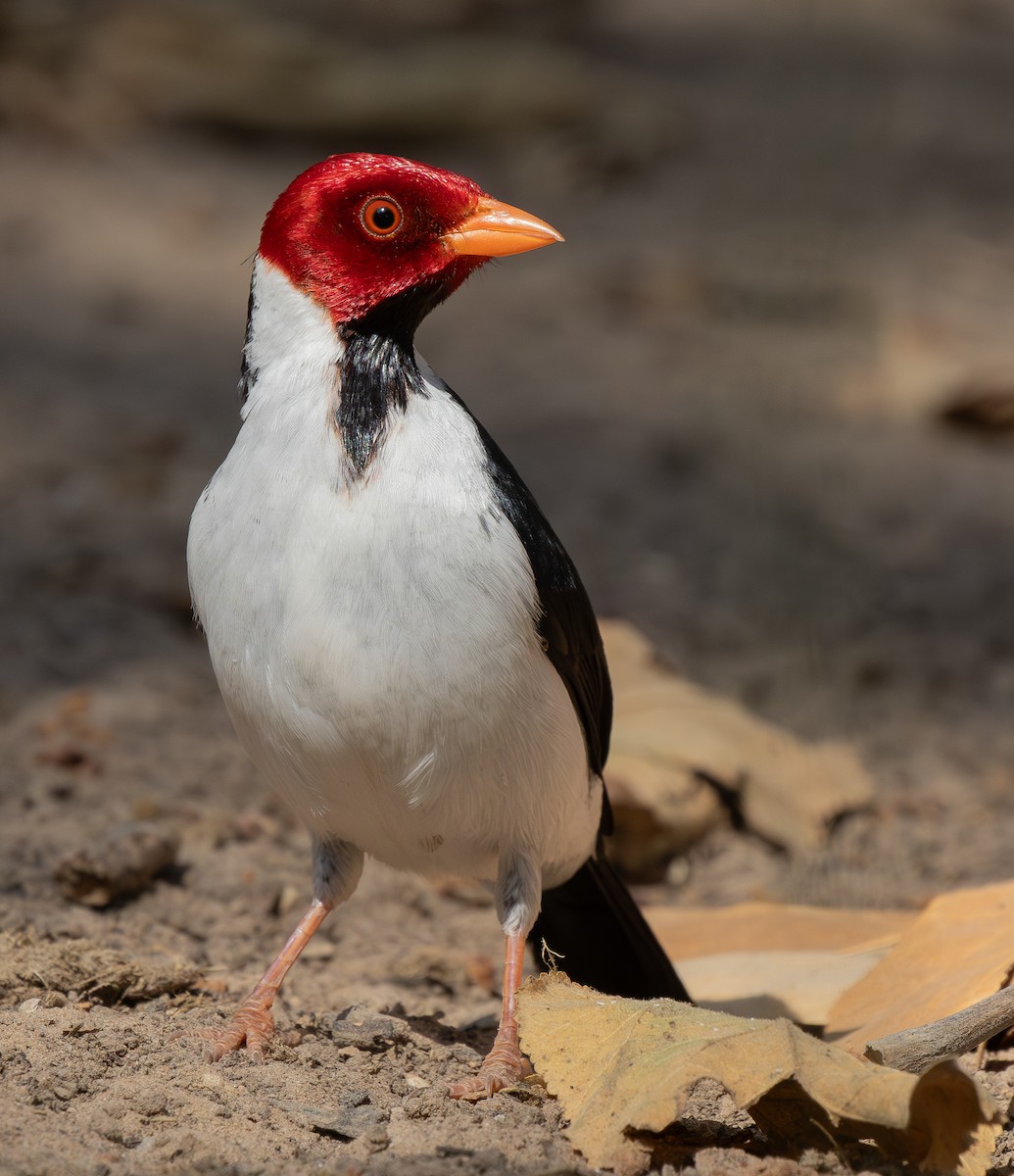 Yellow-billed Cardinal - ML620765877