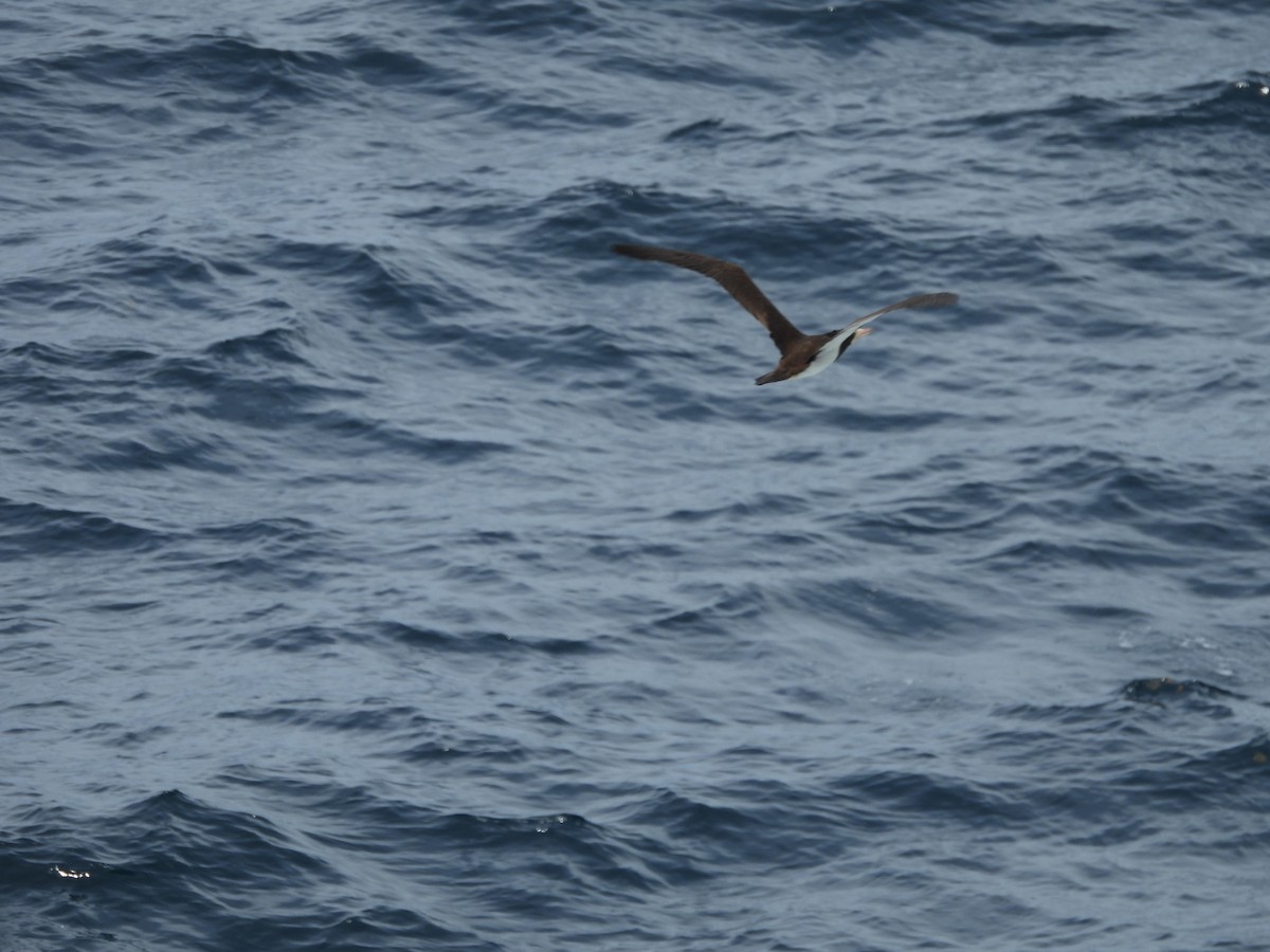 Brown Booby - Kevin Rohling