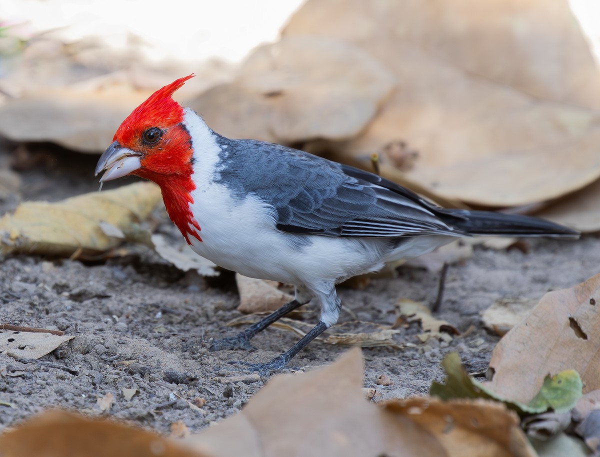 Red-crested Cardinal - ML620765879