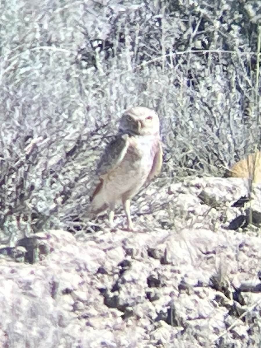 Burrowing Owl - ML620765881