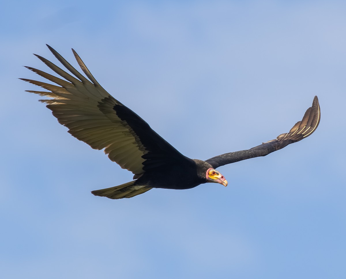 Lesser Yellow-headed Vulture - ML620765885