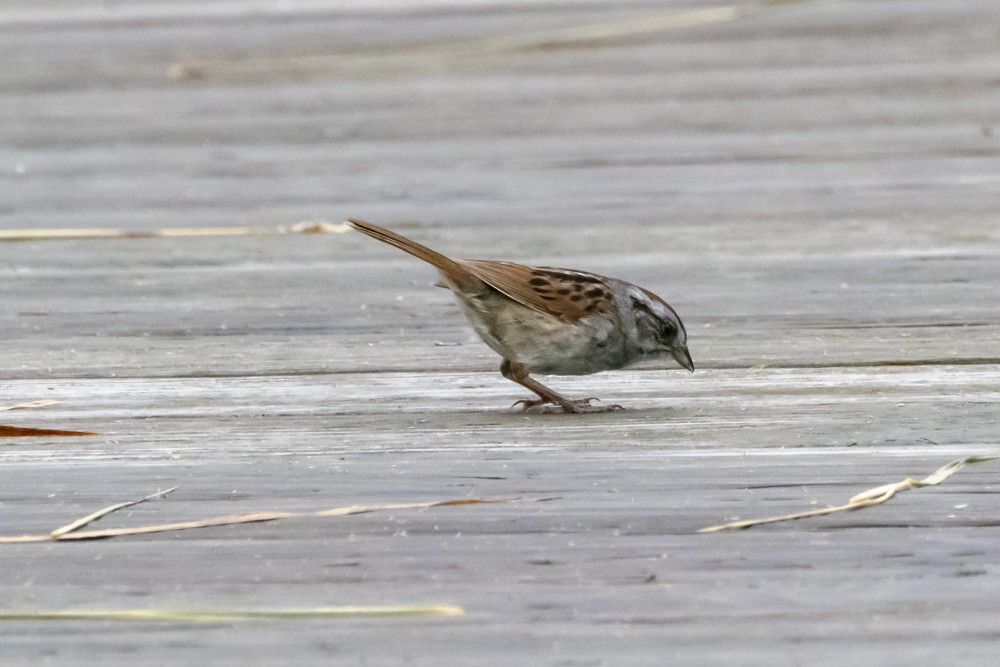 Swamp Sparrow - ML620765896