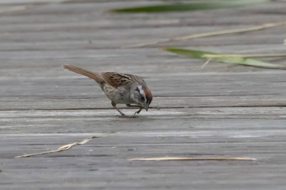 Swamp Sparrow - ML620765897