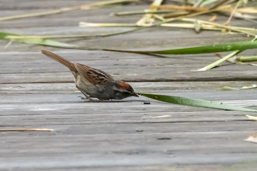 Swamp Sparrow - ML620765898