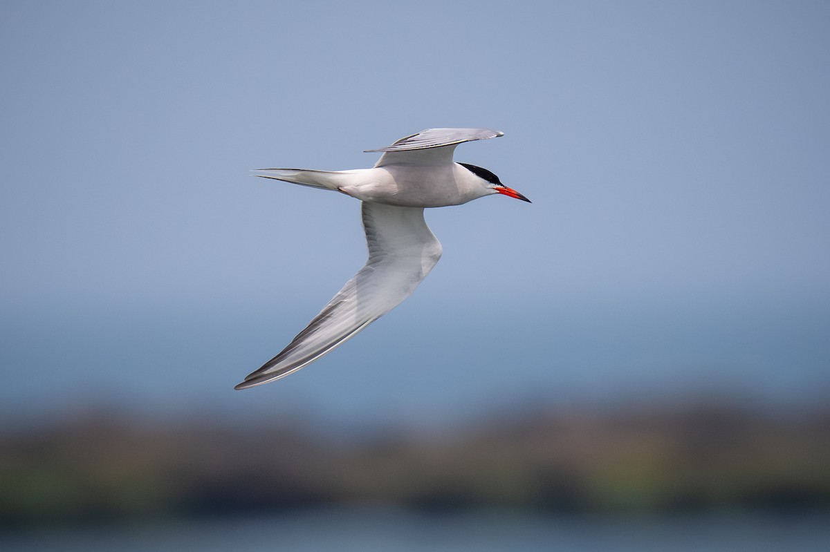 Common Tern - ML620765899