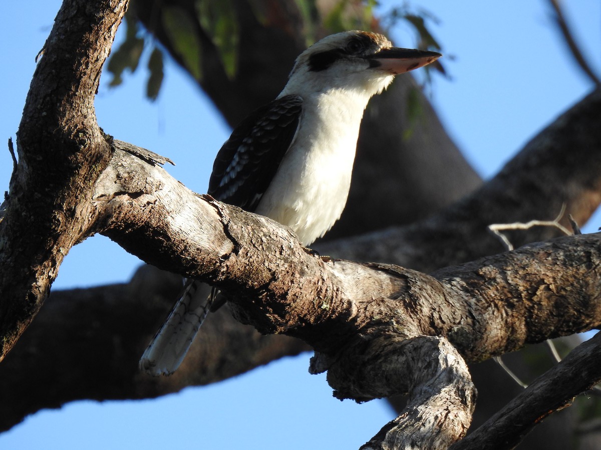 Laughing Kookaburra - ML620765909