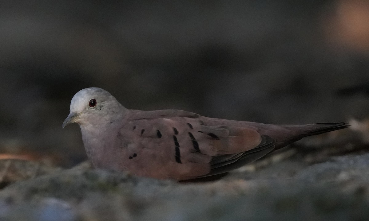 Ruddy Ground Dove - ML620765910