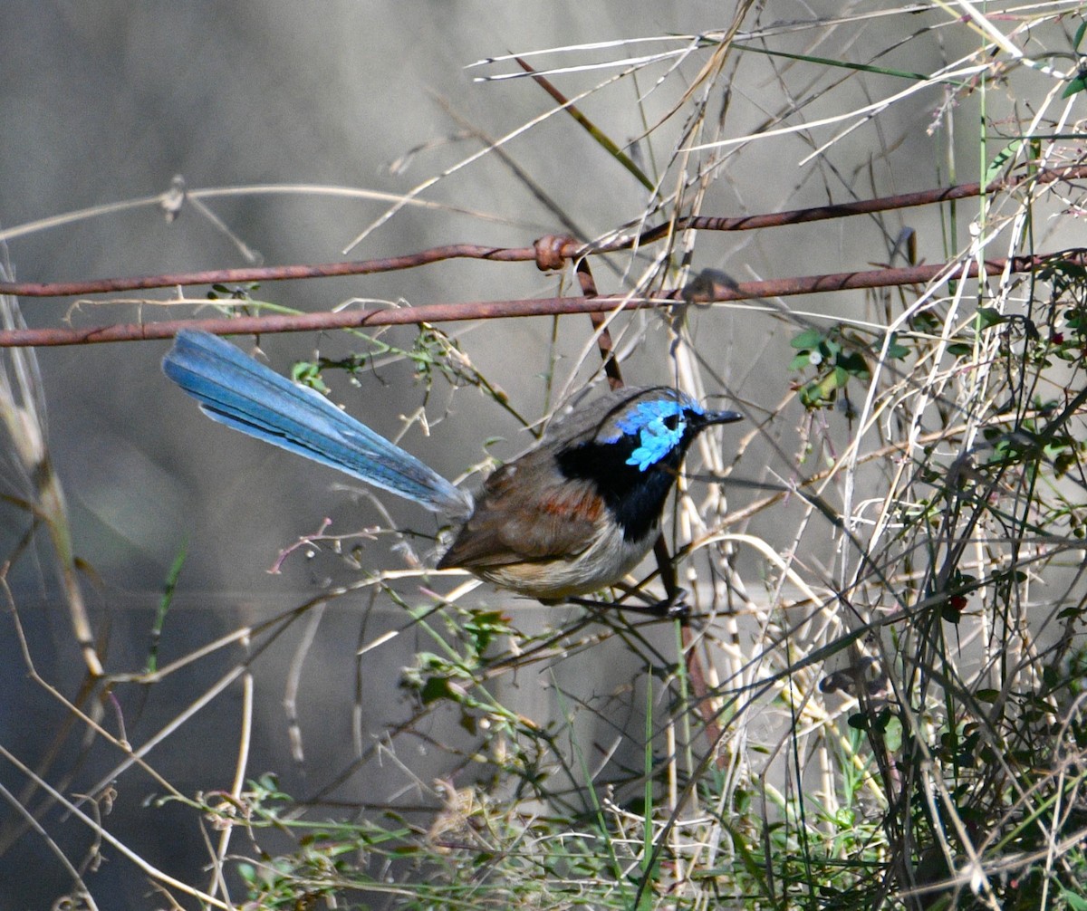 Purple-backed Fairywren - ML620765918