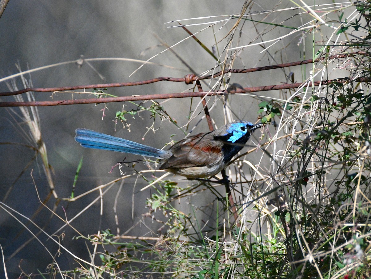 Purple-backed Fairywren - ML620765919