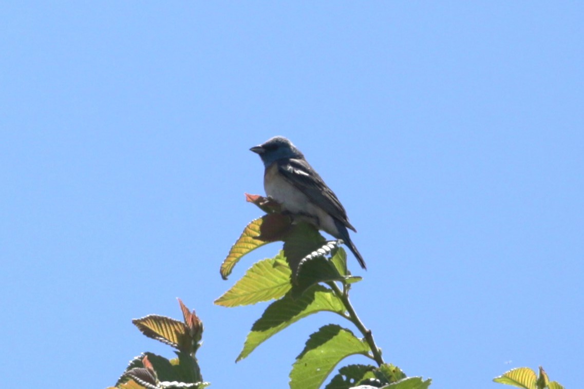 Lazuli Bunting - ML620765921