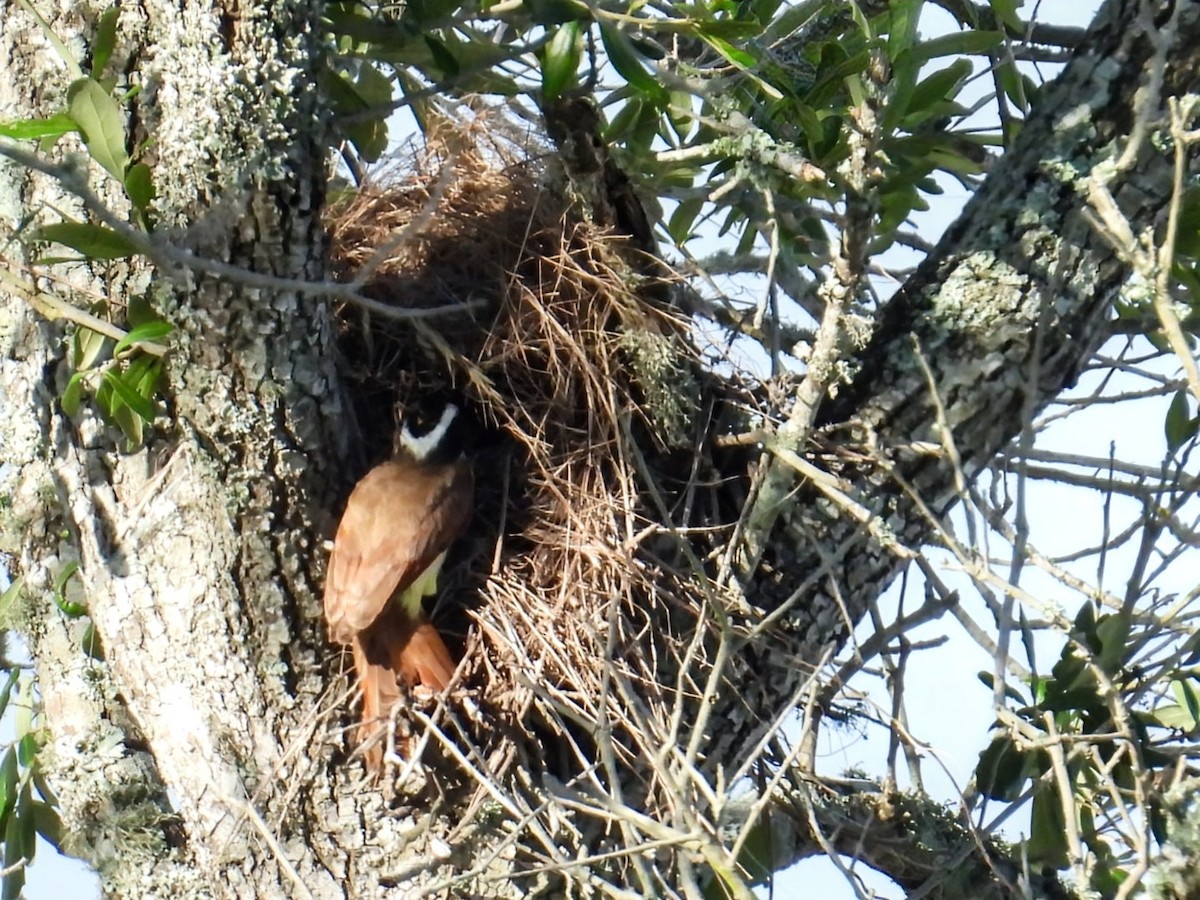 Great Kiskadee - ML620765922