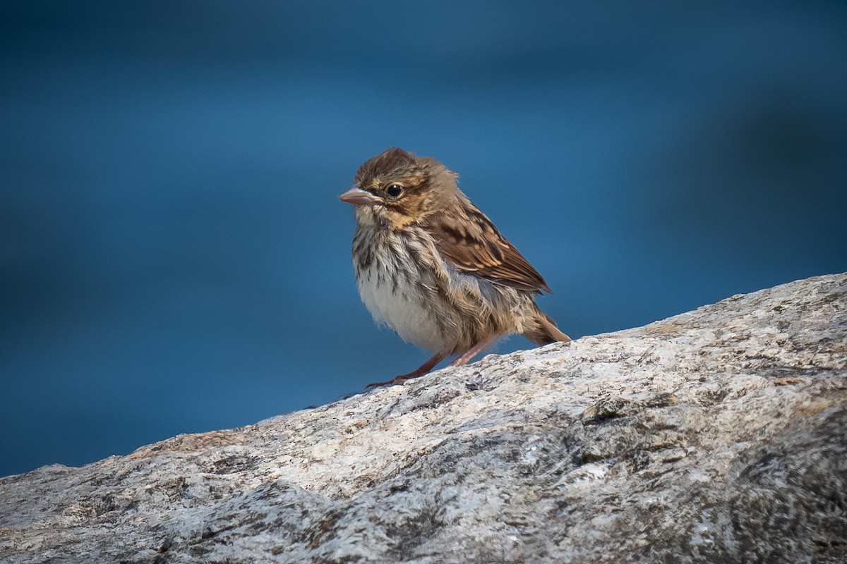 Song Sparrow - ML620765923