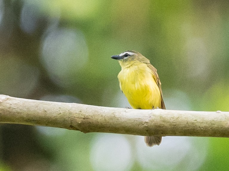 Brown-capped Tyrannulet - ML620765924