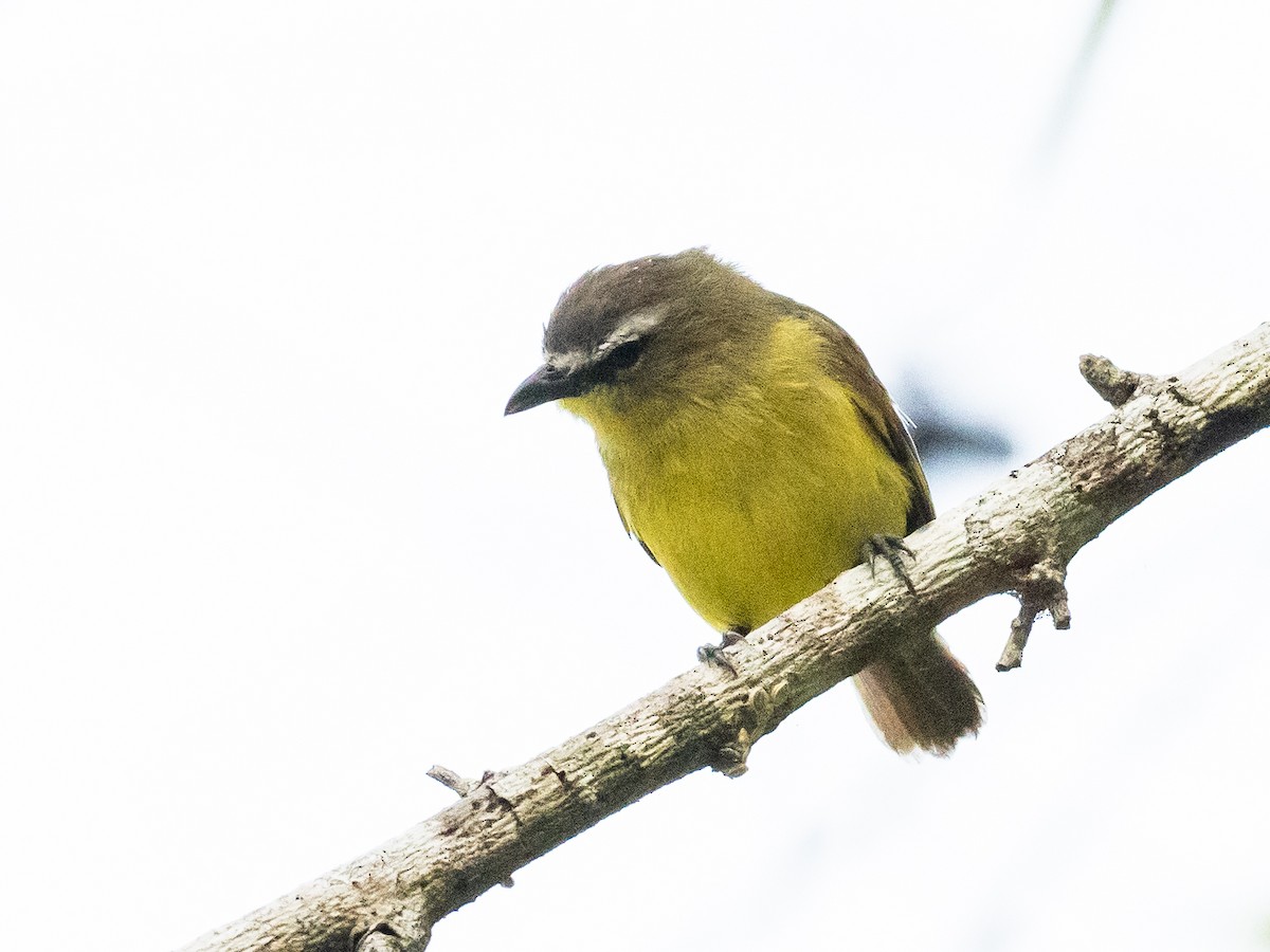 Brown-capped Tyrannulet - ML620765925