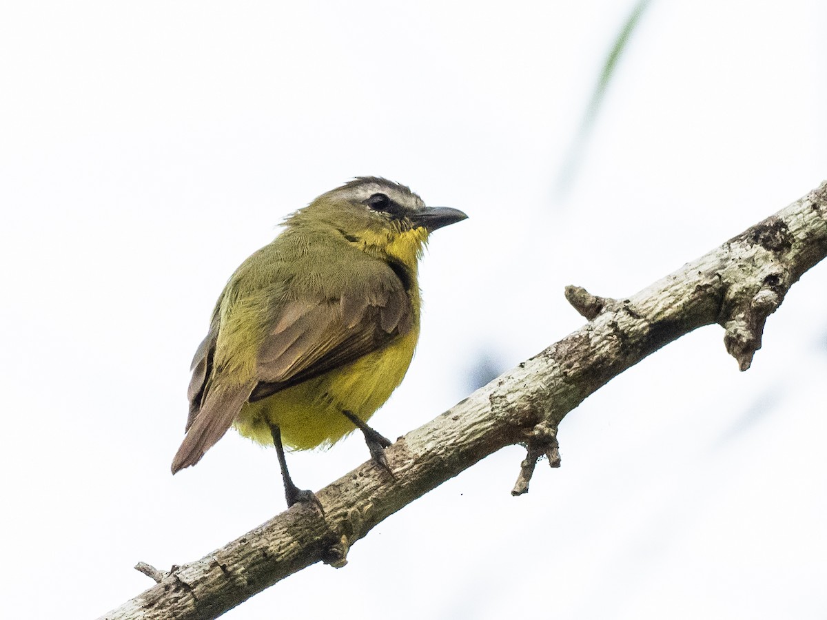 Brown-capped Tyrannulet - ML620765926