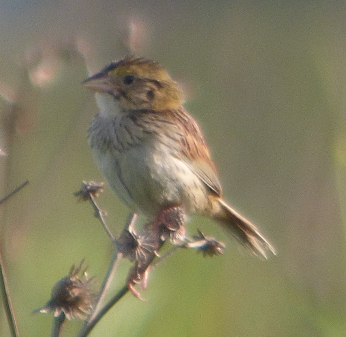 Henslow's Sparrow - ML620765928