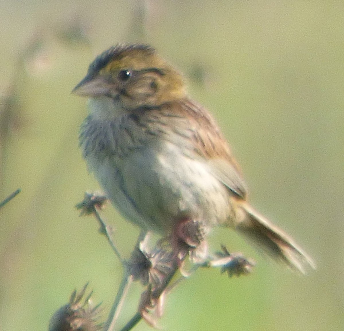 Henslow's Sparrow - ML620765929