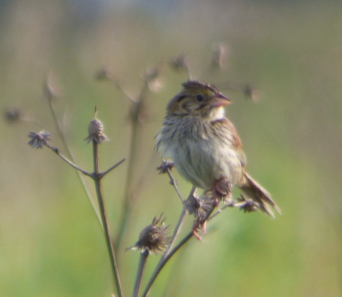 Henslow's Sparrow - ML620765930