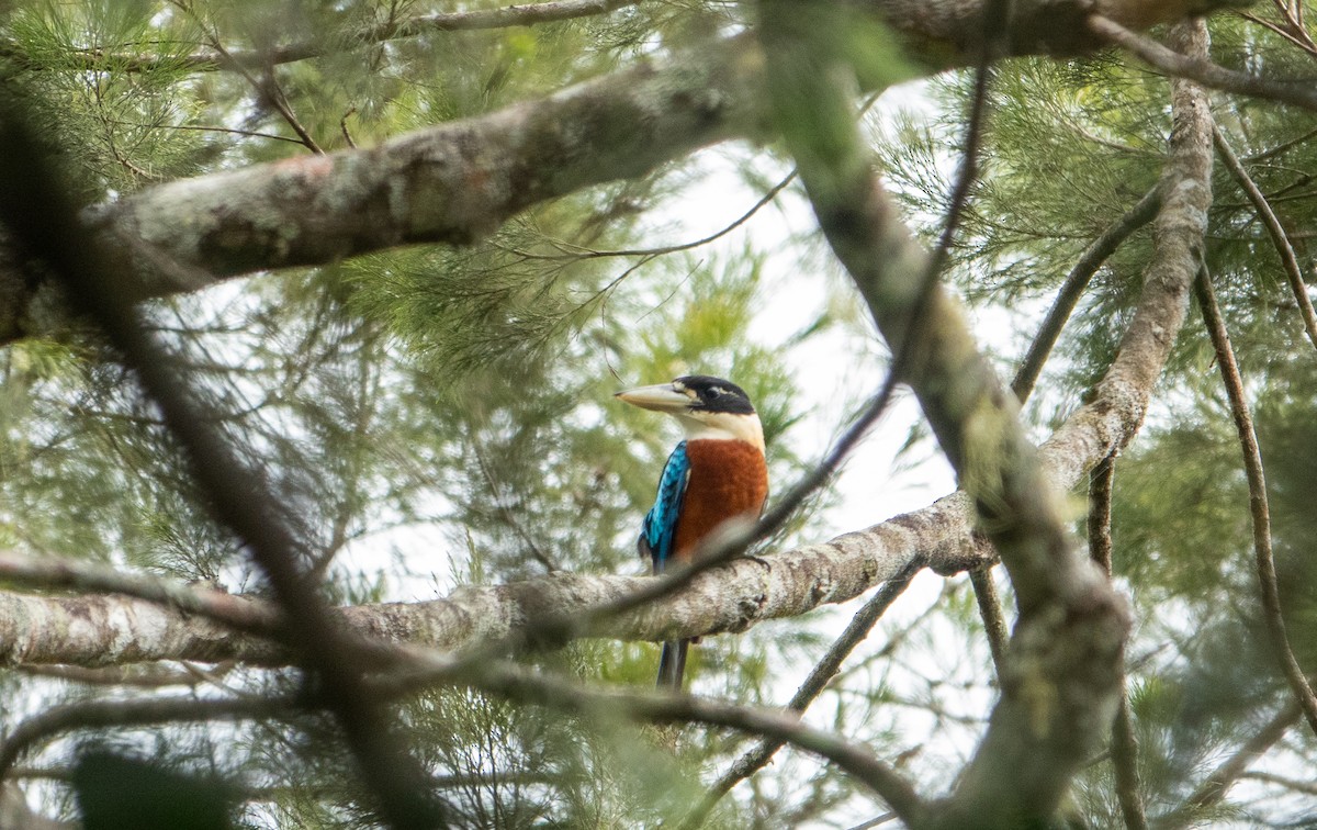 Rufous-bellied Kookaburra - ML620765934