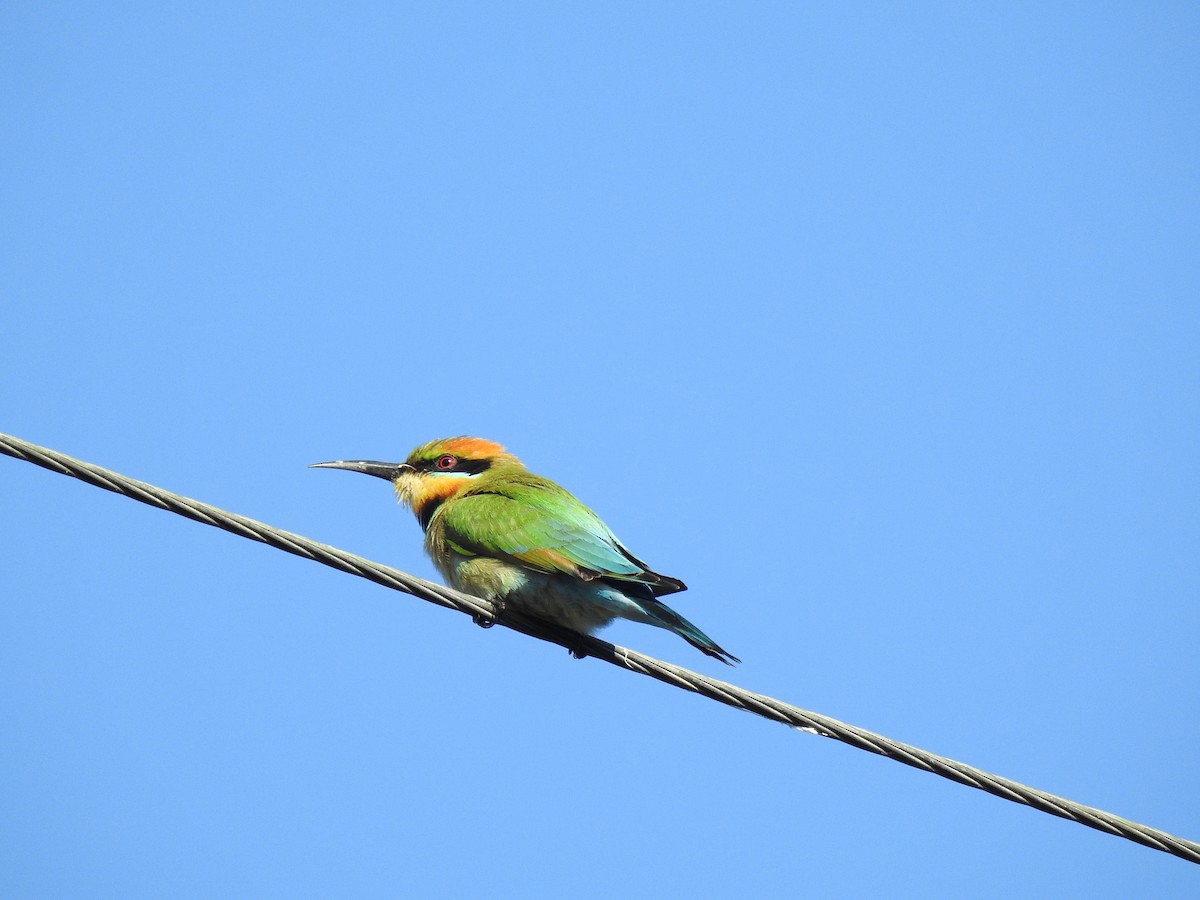 Rainbow Bee-eater - ML620765937