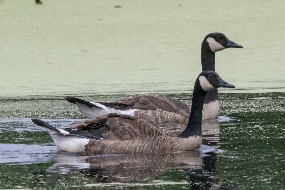 Canada Goose - ML620765939