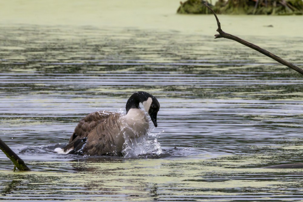 Canada Goose - Rosie Lynn