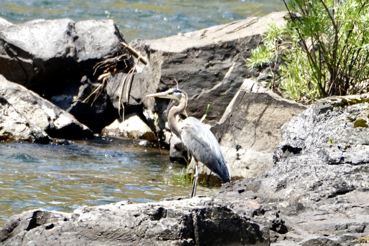 Great Blue Heron - ML620765944