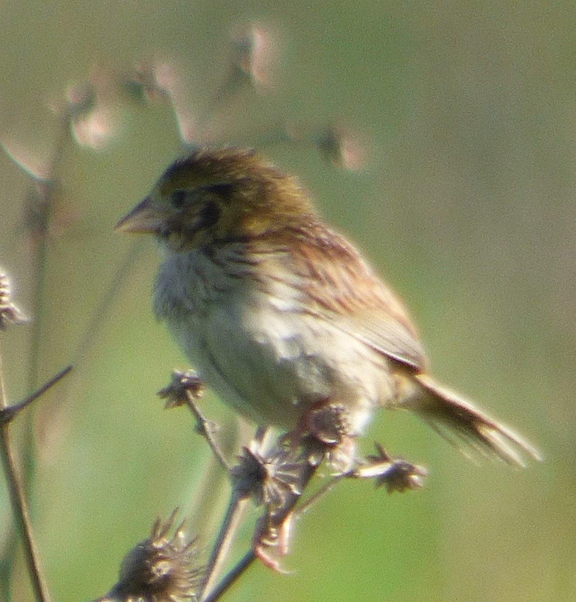 Henslow's Sparrow - ML620765947