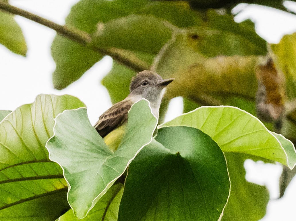 Panama Flycatcher - ML620765949