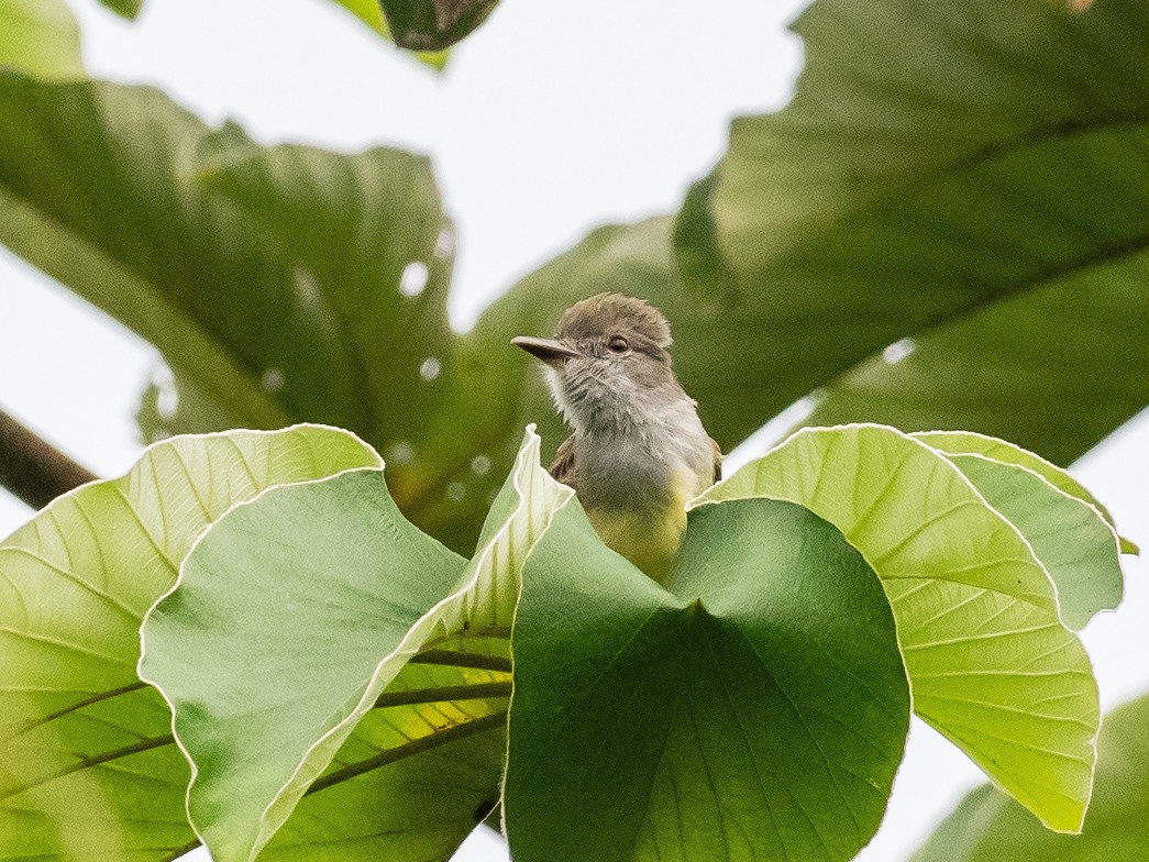 Panama Flycatcher - ML620765950