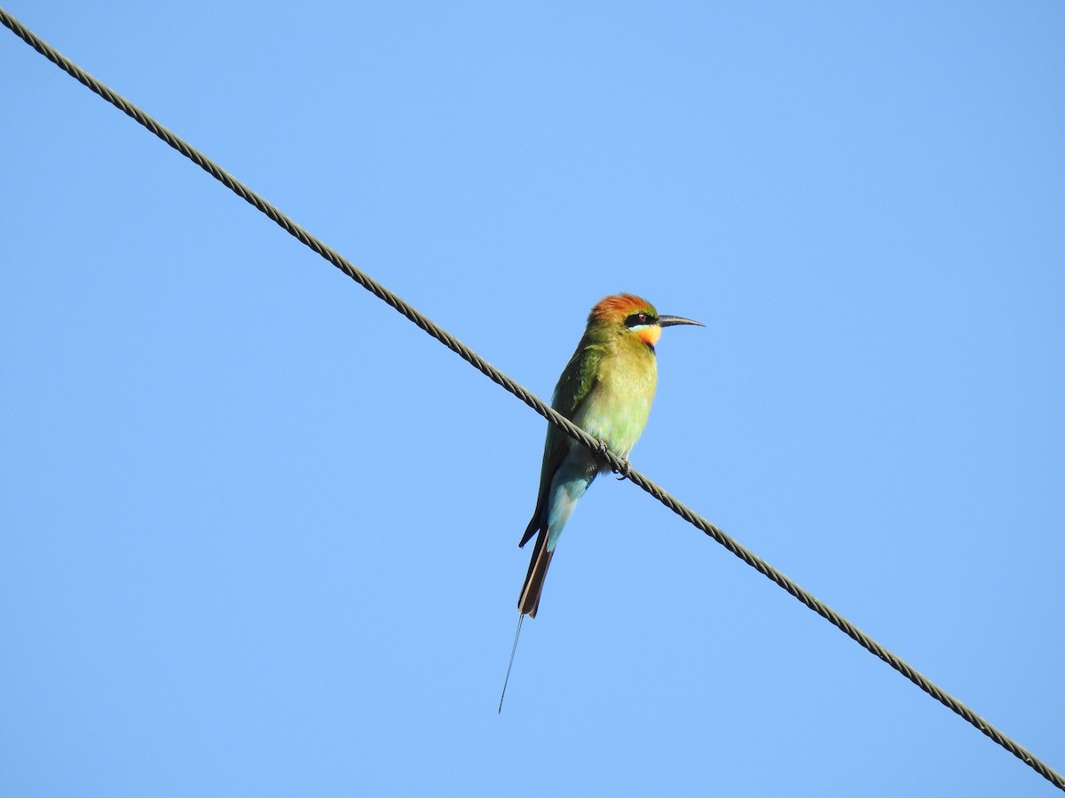 Rainbow Bee-eater - ML620765951