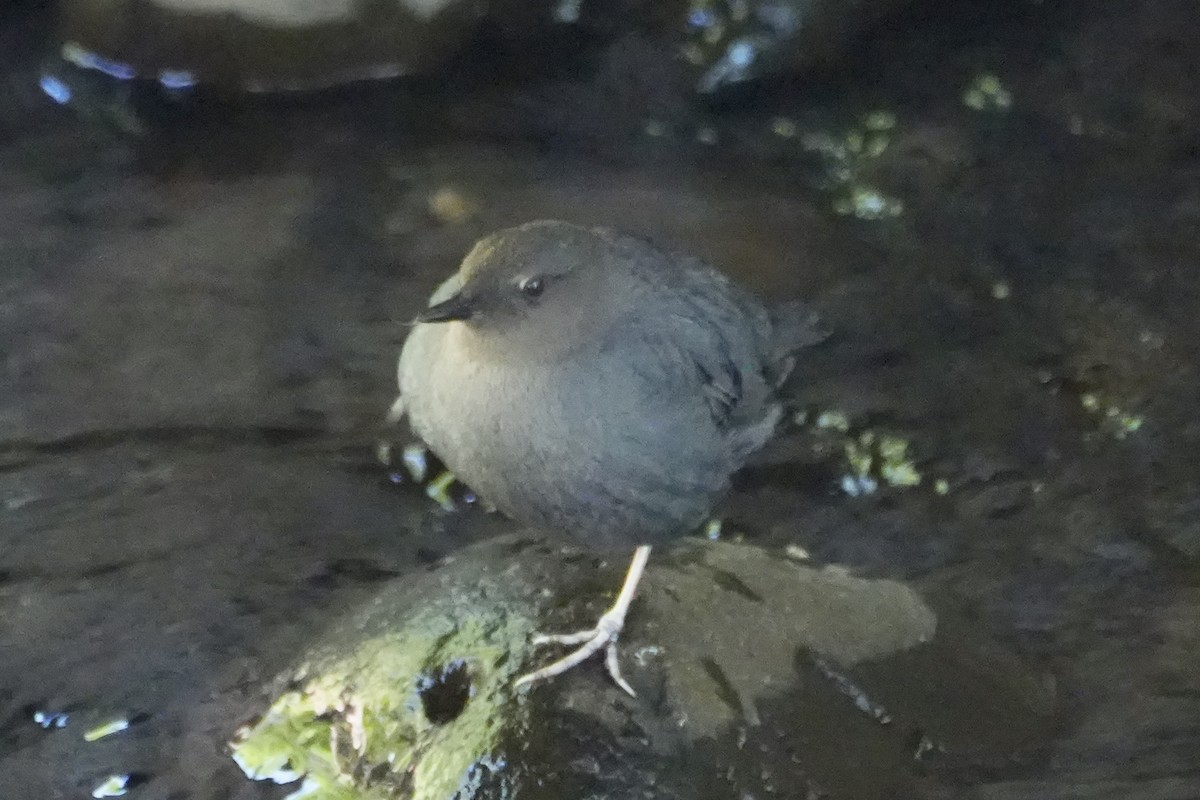 American Dipper - ML620765952