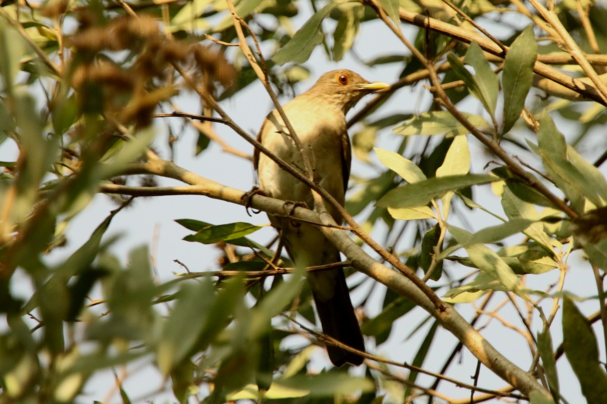 Ecuadorian Thrush - ML620765955