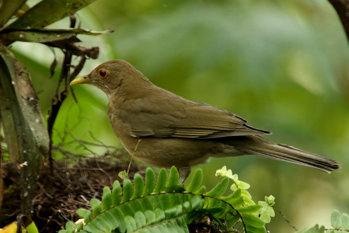 Ecuadorian Thrush - ML620765957