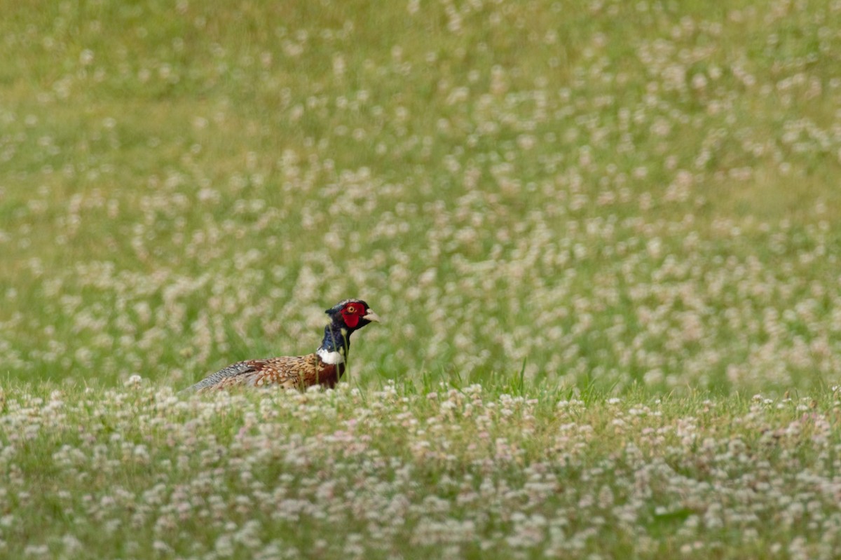 Ring-necked Pheasant - ML620765959