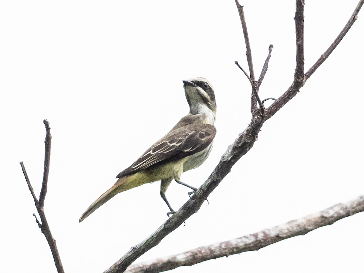 Piratic Flycatcher - ML620765971