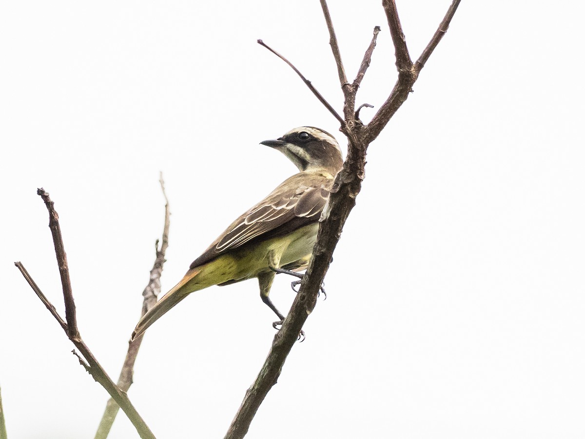 Piratic Flycatcher - ML620765972