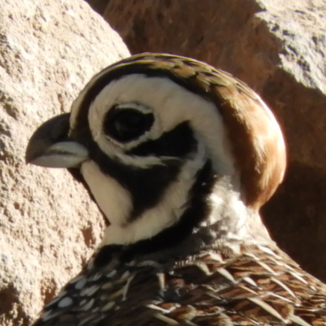 Montezuma Quail - ML620765979