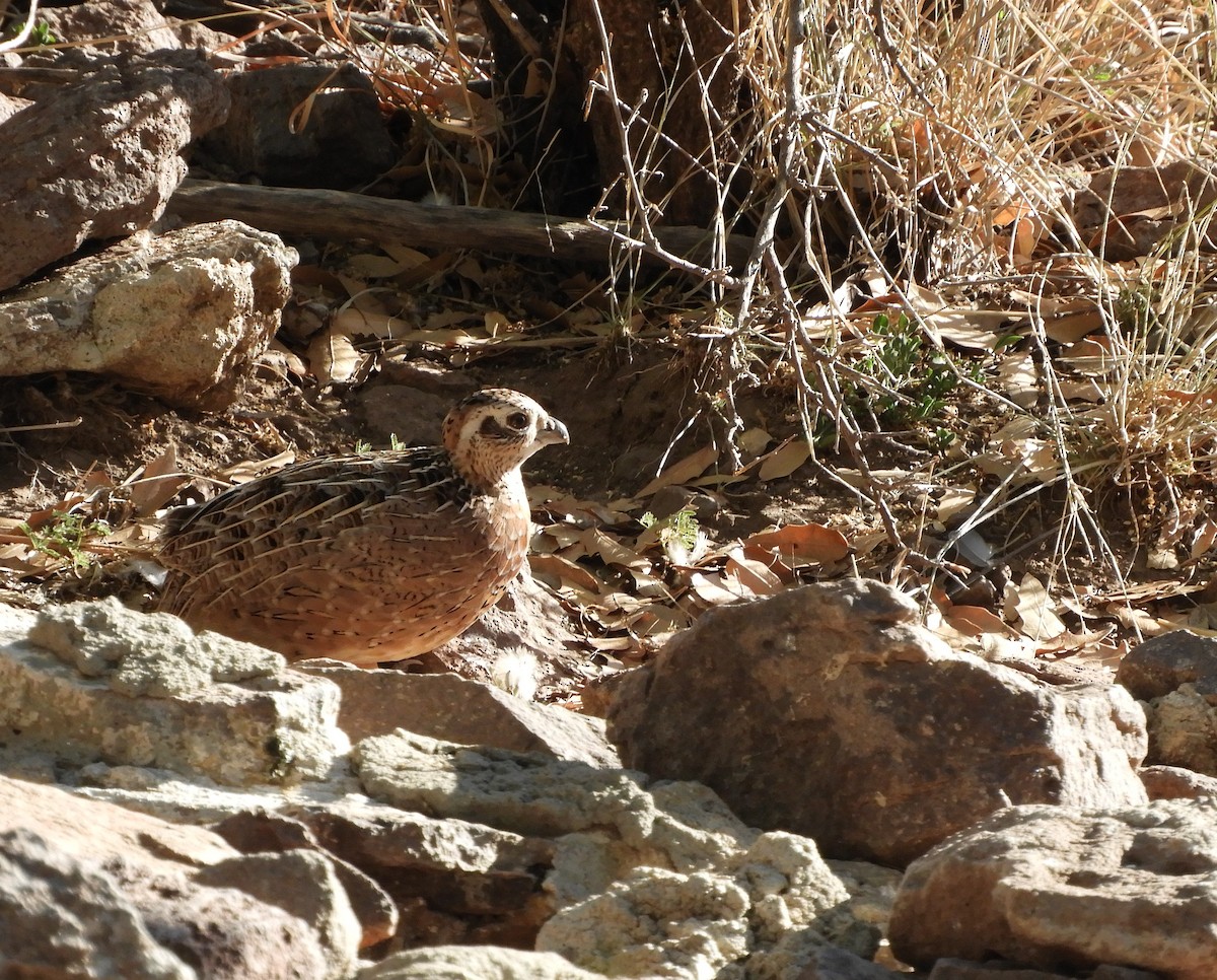 Montezuma Quail - ML620765984