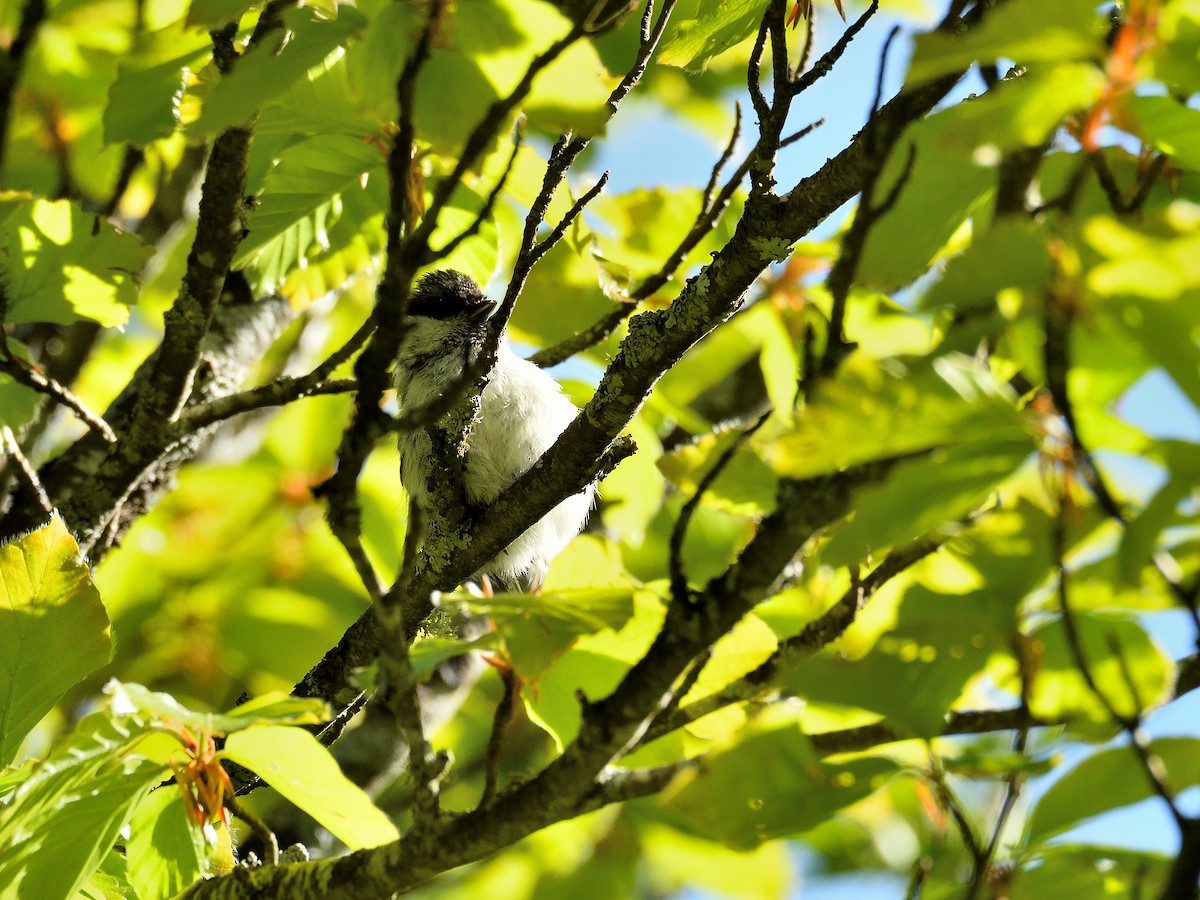 Marsh Tit - ML620765987